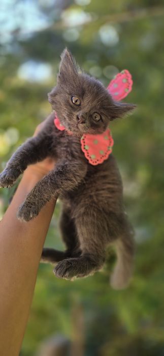КОТЯТА редкого окраса!