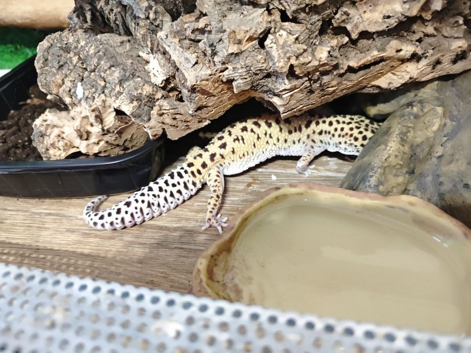 Леопардов гекон момче