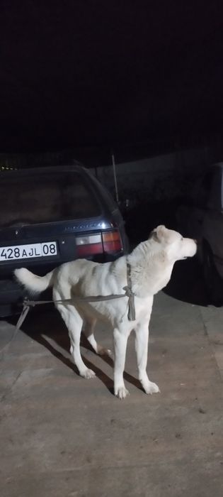 Алабай сука 1,3 год
