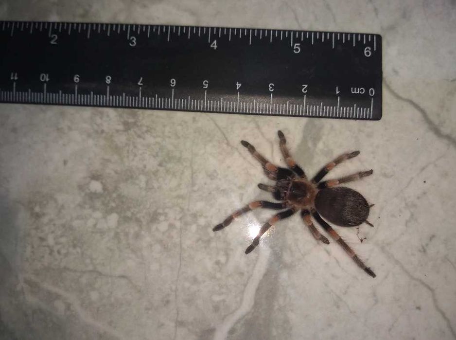 Tarantula - Тарантyла