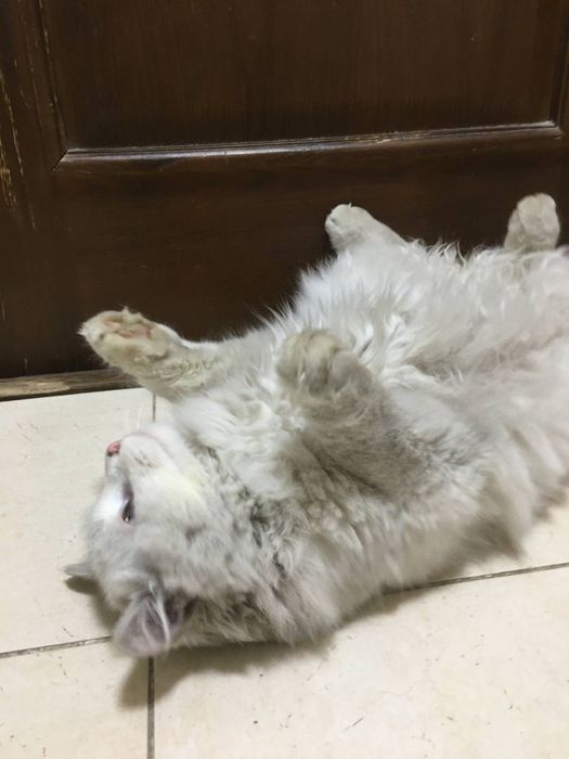 Котята, кошечки и коты