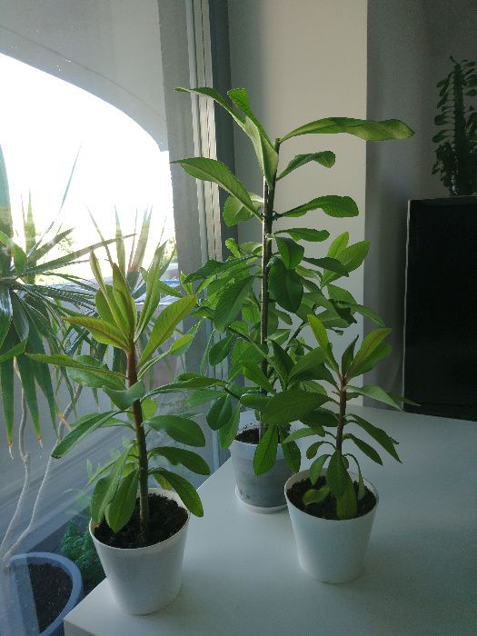 Planta verde Arbore de cauciuc