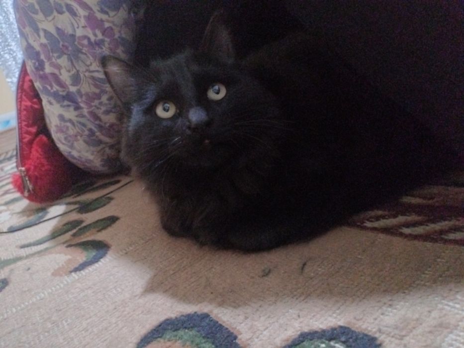 Aralash zotdor (gibrid) oʼgʼil bola mushugimiz Hadyaga beriladi.