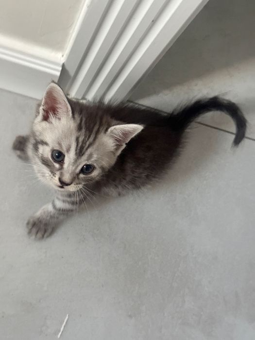Котята скоттиш страйт