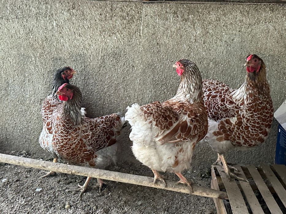 Продам виандотов