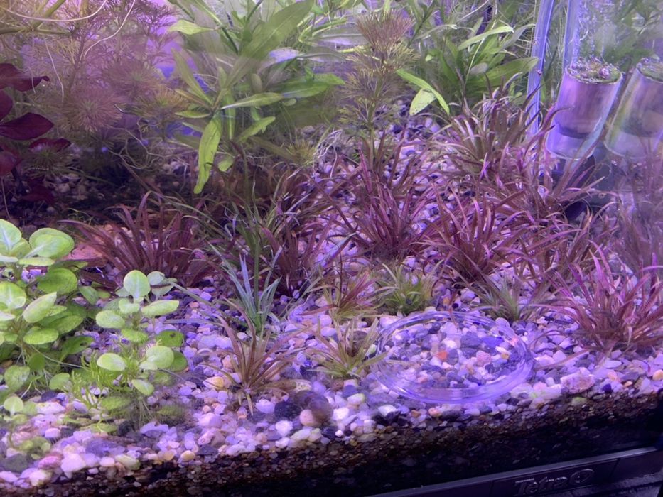 Plante acvariu pachet generos