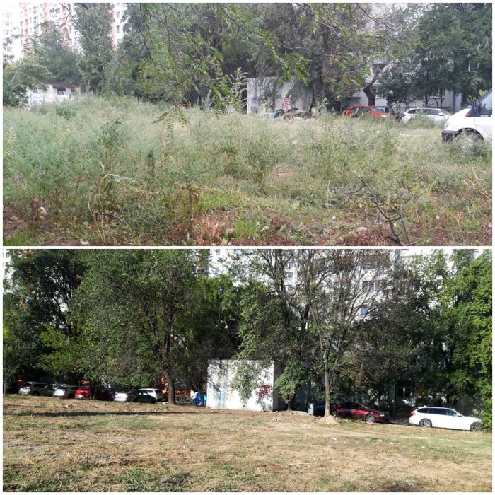 Defrisare Curatare teren Vegetatie Arbusti Ambrozie, Tocare crengi