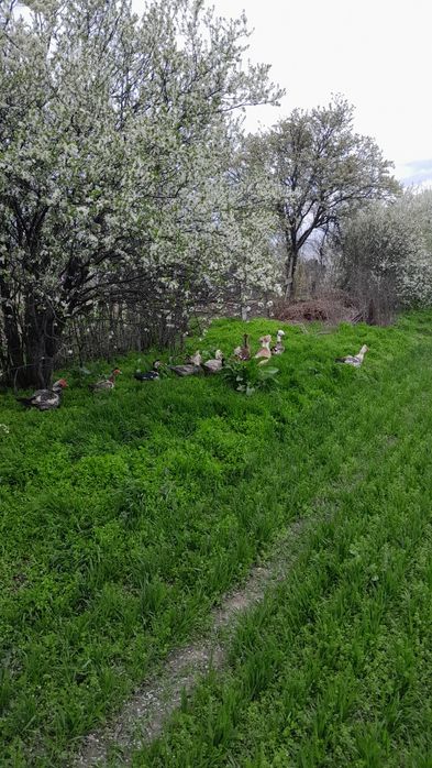 Oua de rațe lesesti,motate românești și multe altele