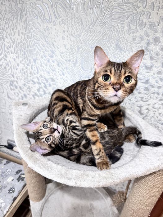 Бенгальский котенок, девочка