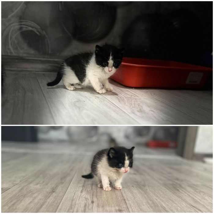 Отдам котят в добрые руки