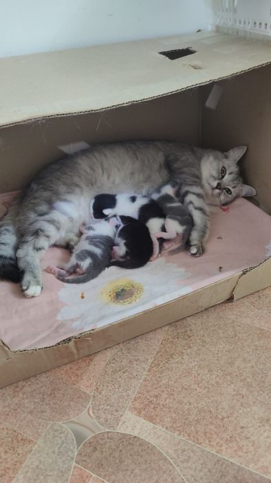 Котята в хорошие руки !