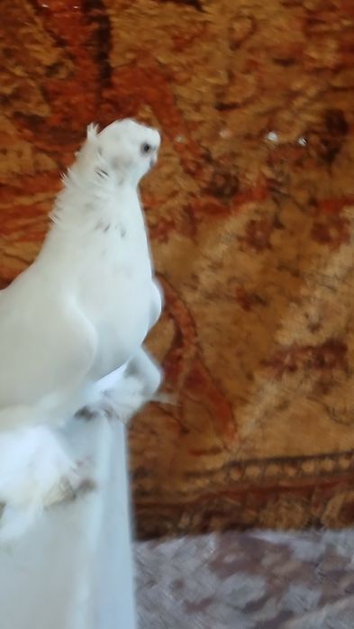 Голубка гульбодамка