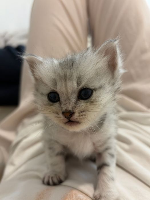 котята скоттиш страйт