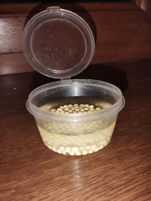 Яйца улиток ахатина 300 сум