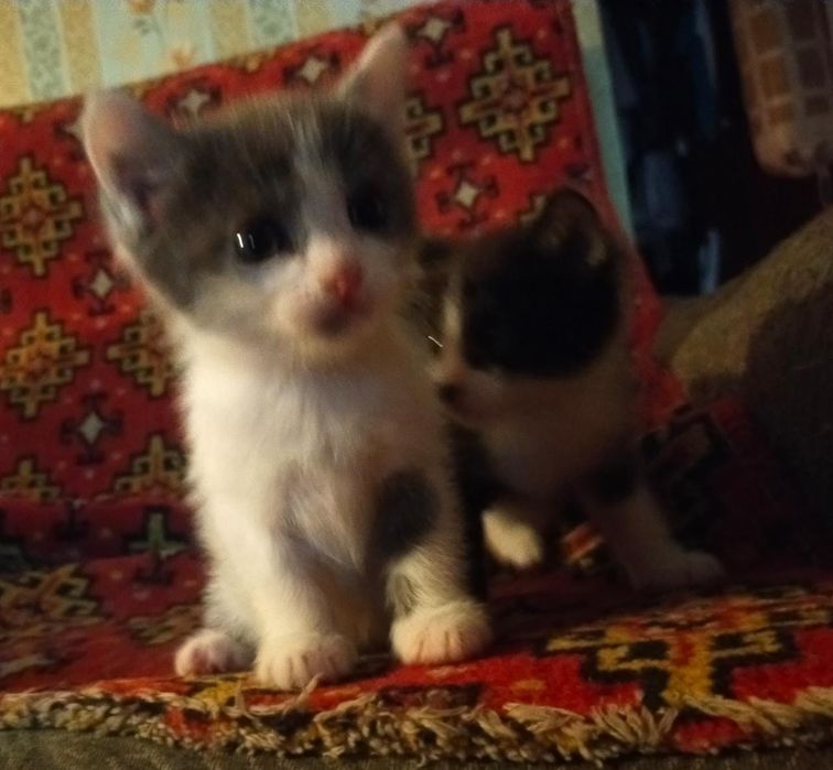 Отдам котят в хорошие руки