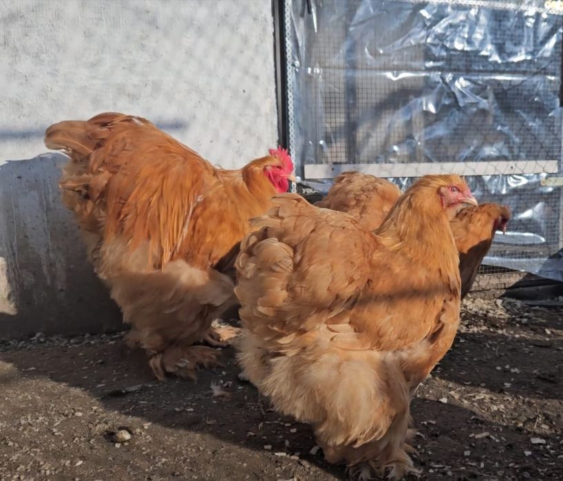 De vânzare Familii și oua pt incubat