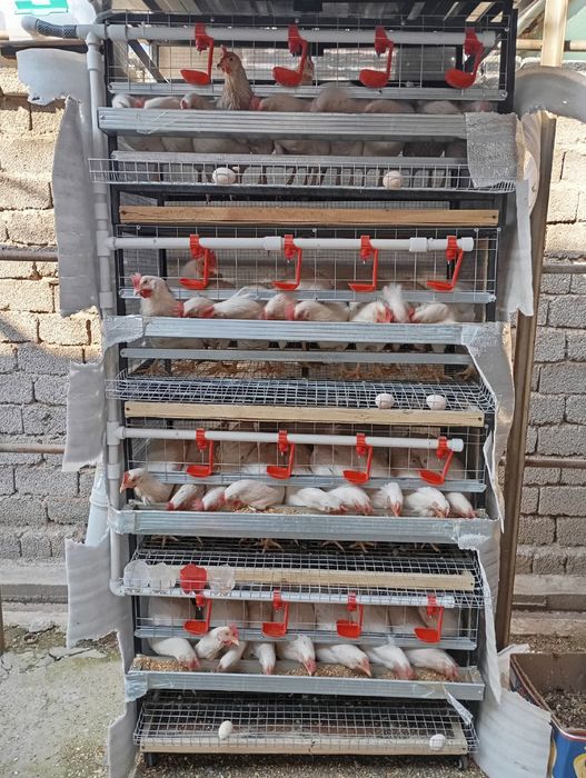 Tovuq qafas sotiladi 4 qavatlik