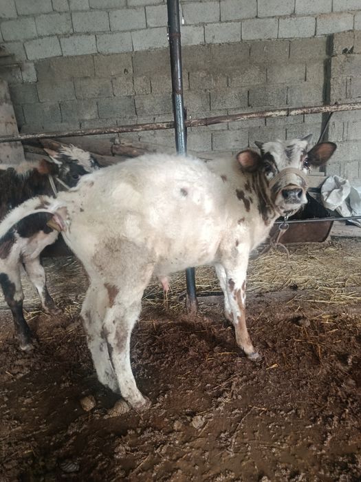 Буқалар сатылады