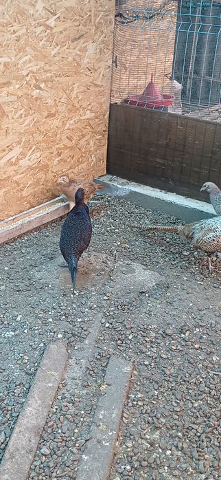 Fazani comuni masculi si femele de anul trecut