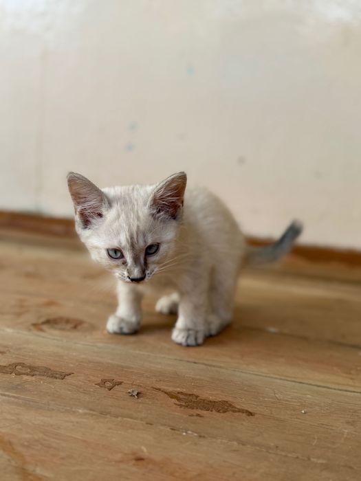 Котята в добрые руки. Ташкент