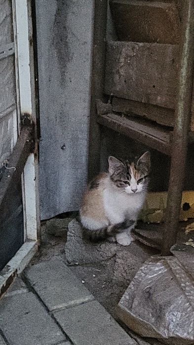 Котята  выросли с Алабаем