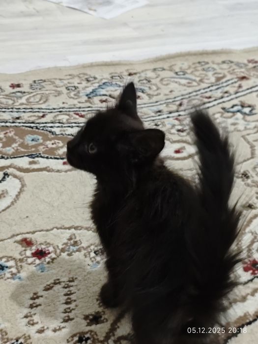 Котенки 2 штук .