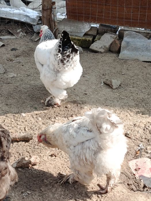Продаются куры порода брама