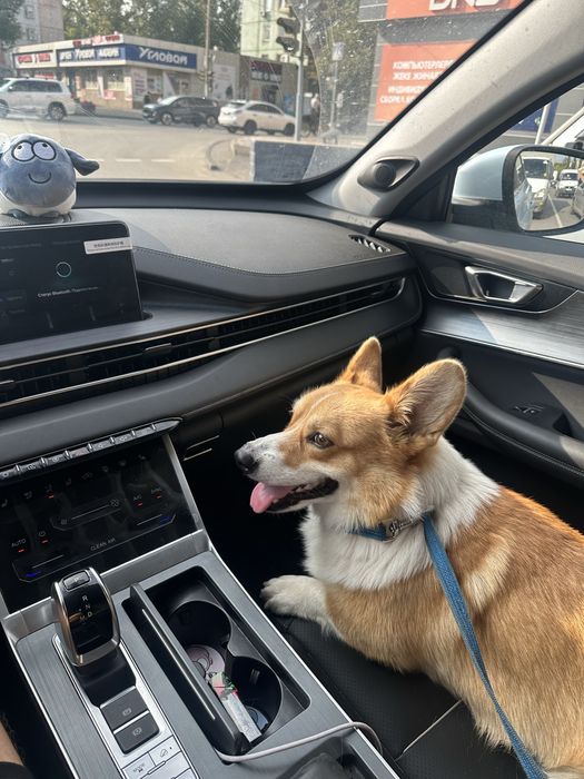 Ищем девочку  корги для вязки