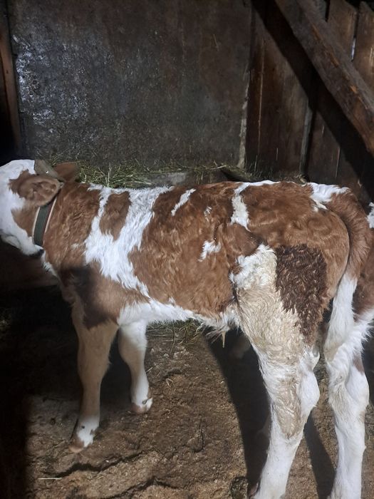 Sugari băltată si angus.