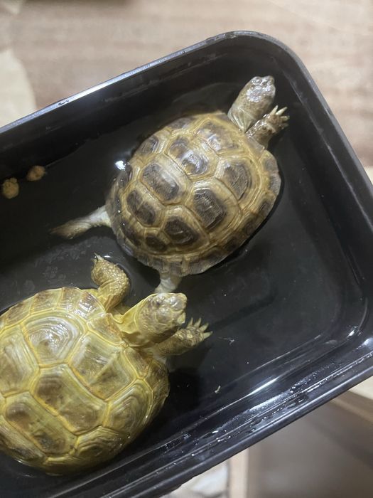 Черепаха сухопутная мальчик девочка пара