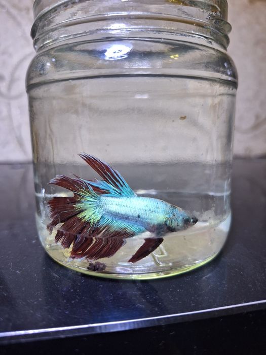 Красивые рыбы петушки