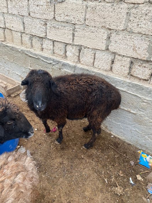 Тек қойлар сатылады