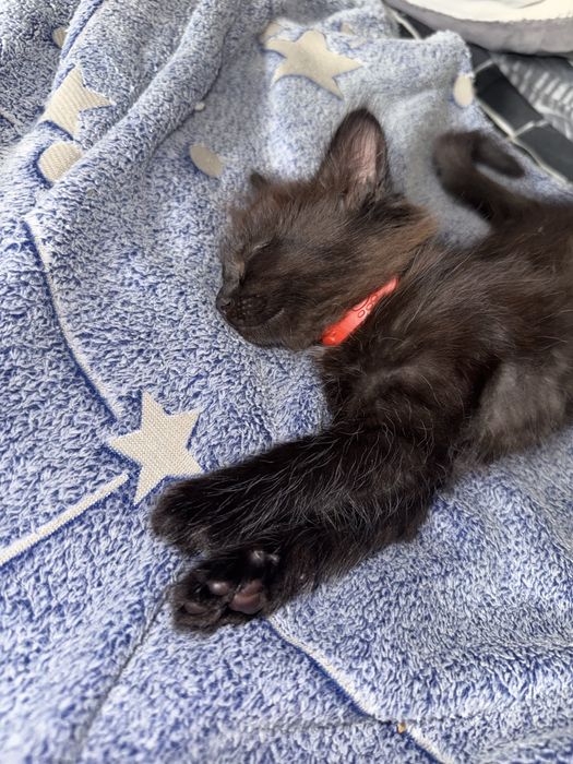 отдам котенка в добрые руки