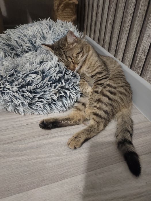 Отдам кота в добрые руки
