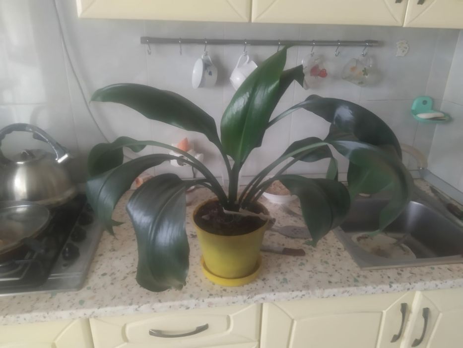 Продам комнатные растения