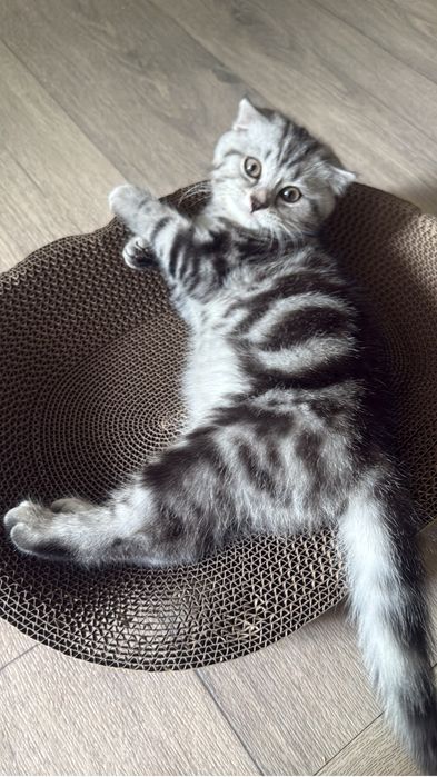 Котенок британка