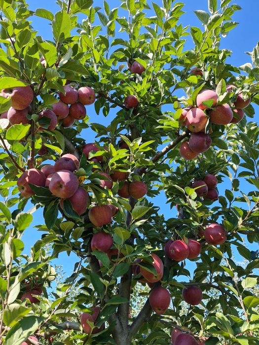 Mere din productie proprie Florina