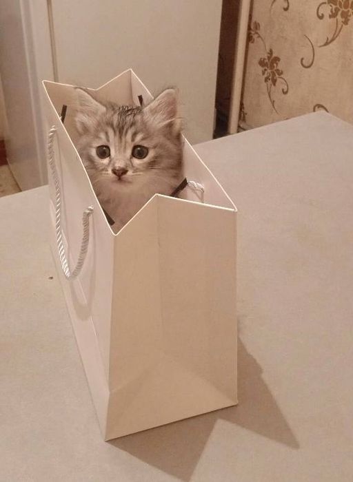 Кошка с гаранти 11