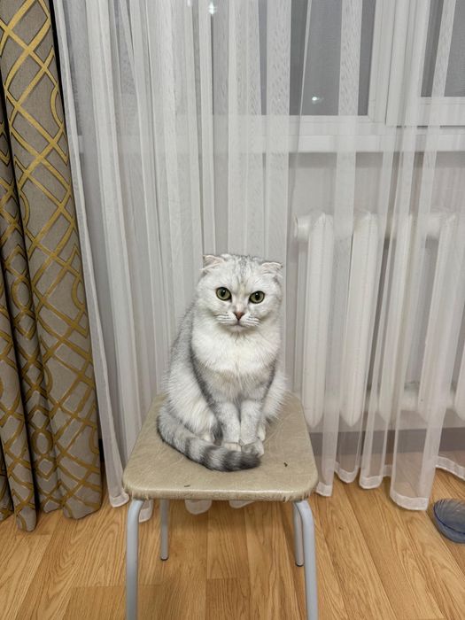 Отдам кошку в добрые руки