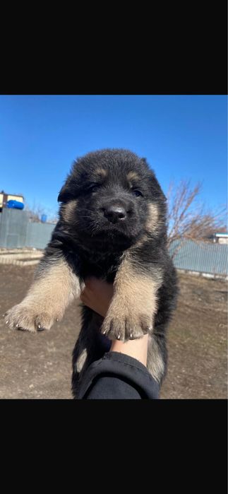 Щенок овчарка.