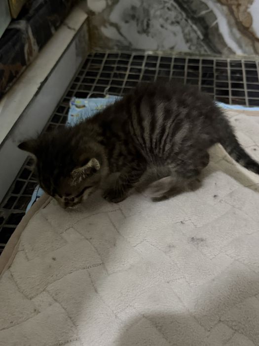 Котенок в добрые руки