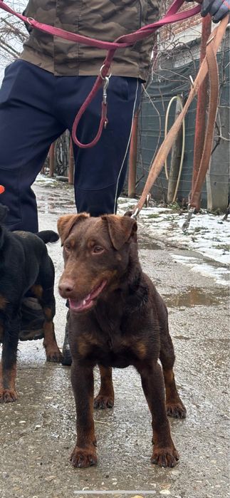 Jagd terrier jagdterrier