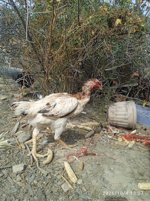 Продам дакан петуха и курицу