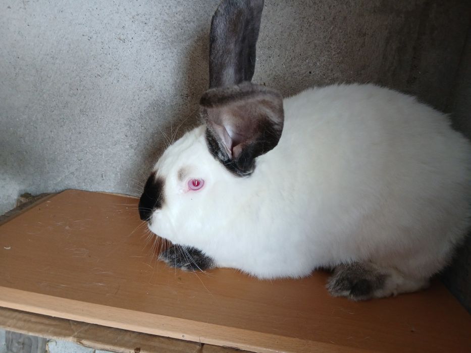 Masculi hycole francezi de vânzare.