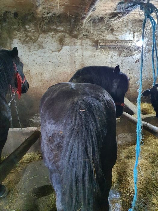 Iapa tractiune, semigrea si gaste