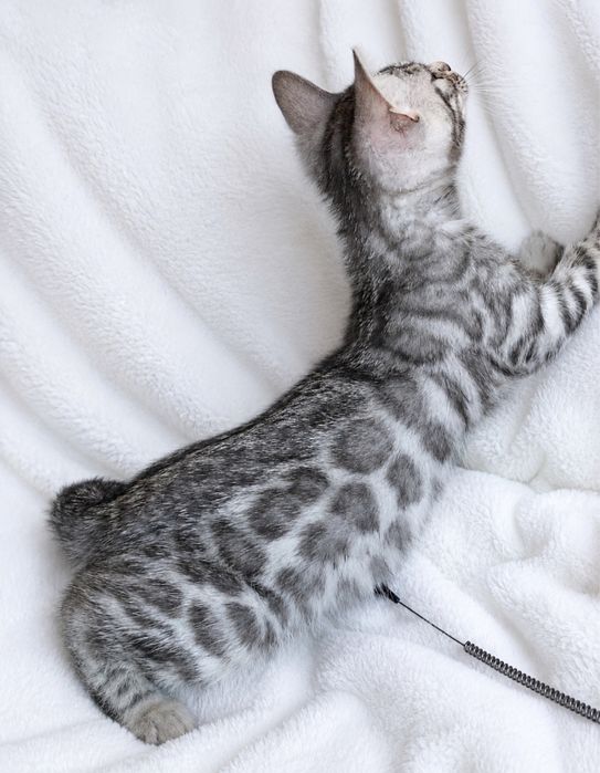 Бенгальские котята