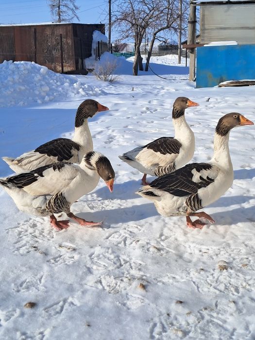 Продам гусей на развод.