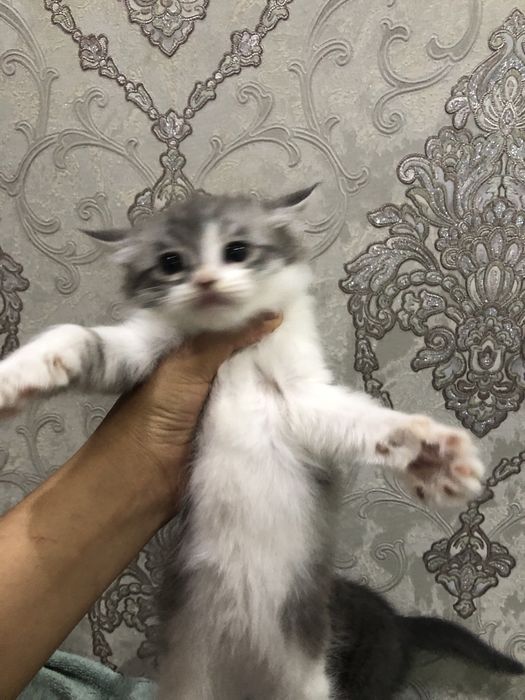 Oquseriysi heyland juda mexribon va shox scotish strayt juda aqqli