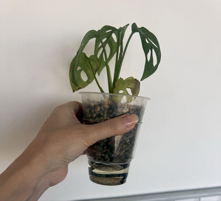 Монстера манки маск