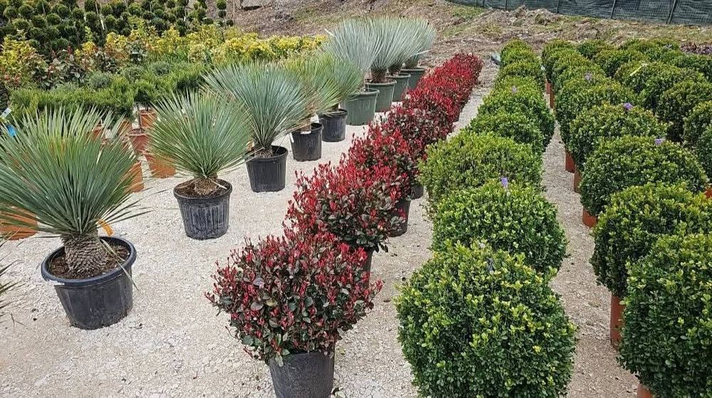 Vând plante ornamentale de toate speciele etc